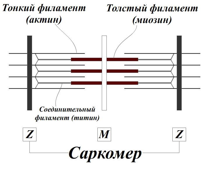 Гипертрофия мышц схемы Гипертрофия мышц схемы