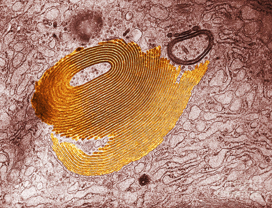 Комплекс Гольджи