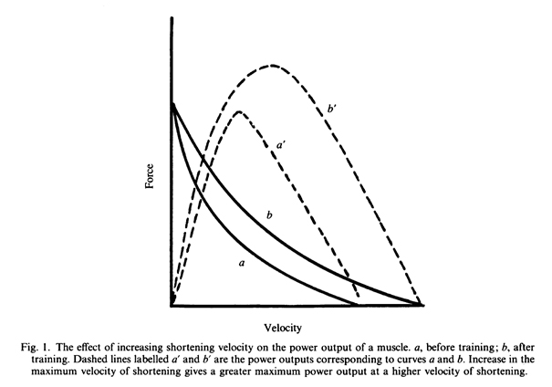 Влияние увеличения скорости сокращения на выходную мощность мышцы
