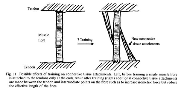 Влияние тренировки на прикрепление соединительной ткани.
