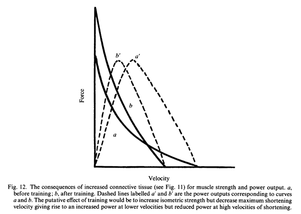 Влияние увеличения соединительной ткани на силу и мощность мышцы