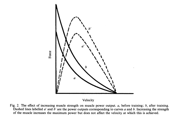Влияние увеличения силы мышцы на выходную мощность мышцы