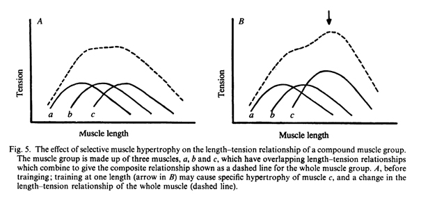 Влияние селективной мышечной гипертрофии на соотношение «длина-сила» группы мышц