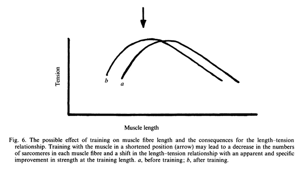 Влияние тренировки на длину мышечных волокон