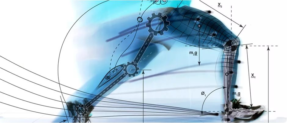 Опорно-двигательный аппарат человека