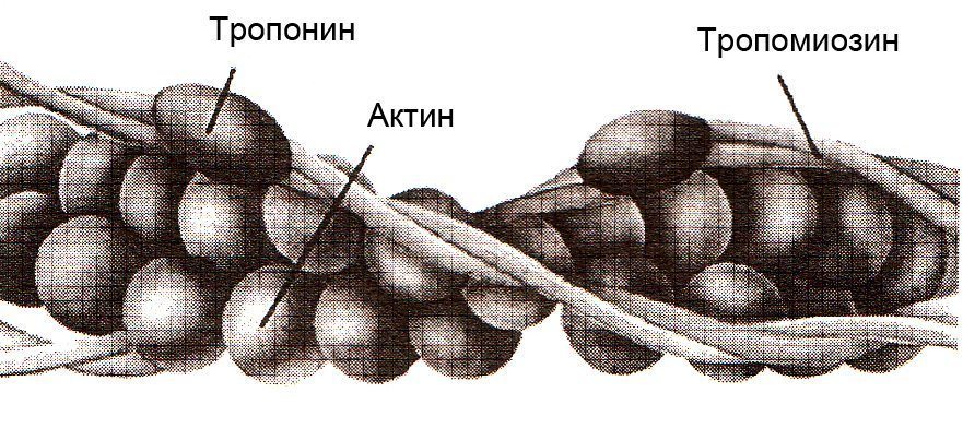 Как называется мембрана мышечного волокна. %D0%A0%D0%B8%D1%81 5 8. Как называется мембрана мышечного волокна фото. Как называется мембрана мышечного волокна-%D0%A0%D0%B8%D1%81 5 8. картинка Как называется мембрана мышечного волокна. картинка %D0%A0%D0%B8%D1%81 5 8