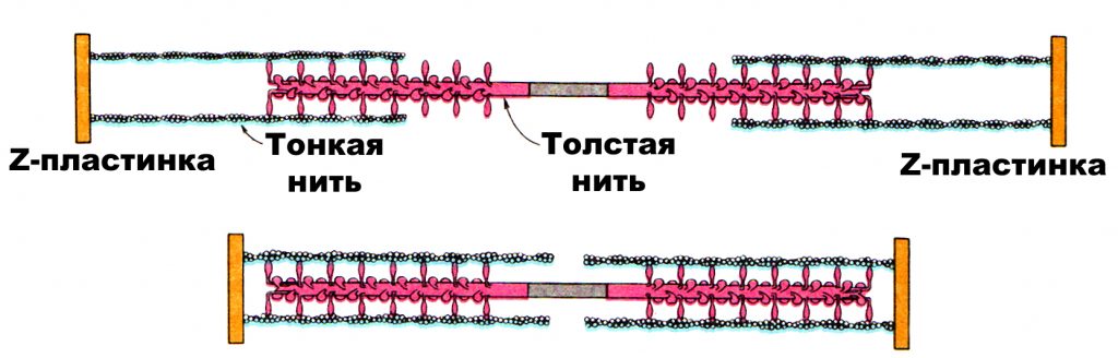 Рис_5_10 Схема, иллюстрирующая взаимодействие толстого и тонкого филаментов