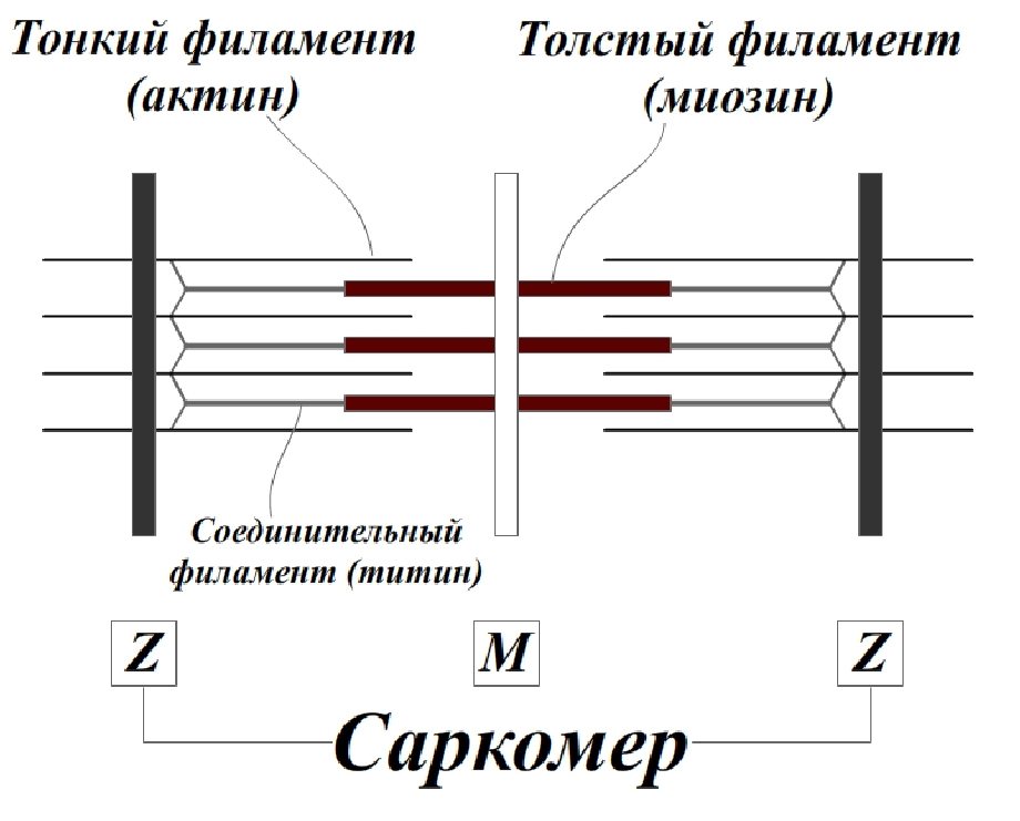 Схема организации саркомера