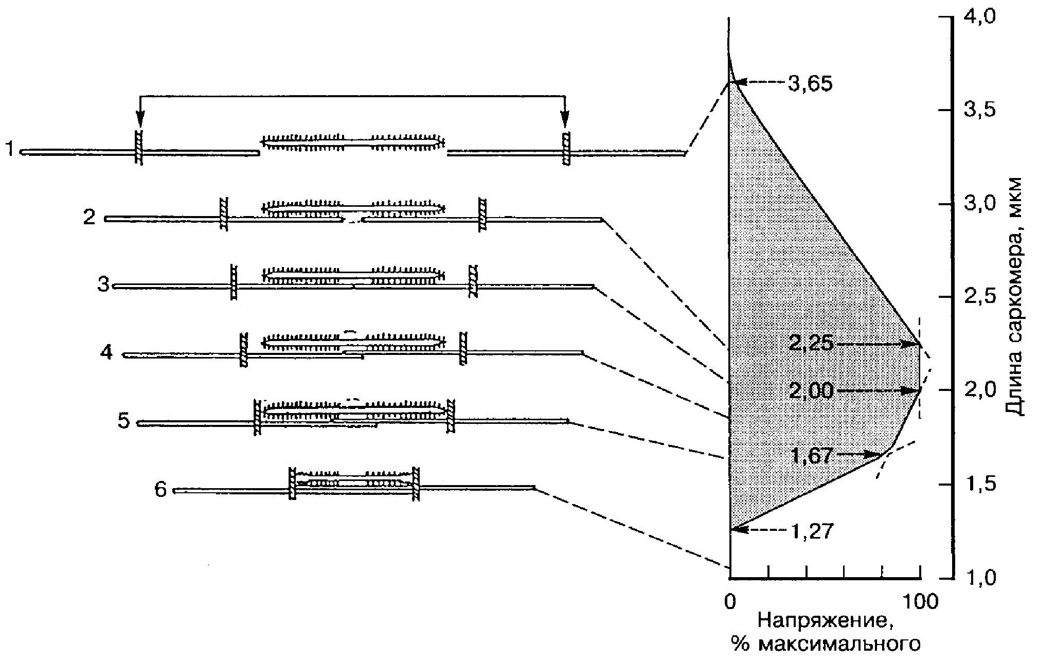 Схема, иллюстрирующая зависимость между степенью перекрытия актомиозиновых филаментов и силой, развиваемой саркомером (по: A.M. Gordon, A.F. Huxley. F.J. Julian, 1966)