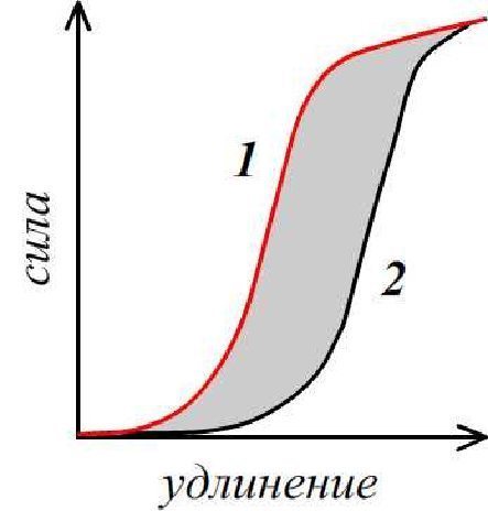 Зависимость «удлинение – сила» при растягивании (кривая 1) и укорочении мышцы (кривая 2)