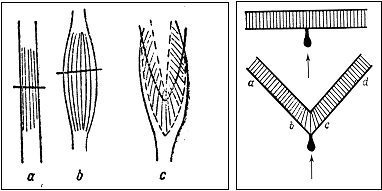 Схема определения анатомического и физиологического поперечников мышц (слева) и работы мышцы с прямым и косым ходом мышечных волокон (А.А. Ухтомский, 1927)