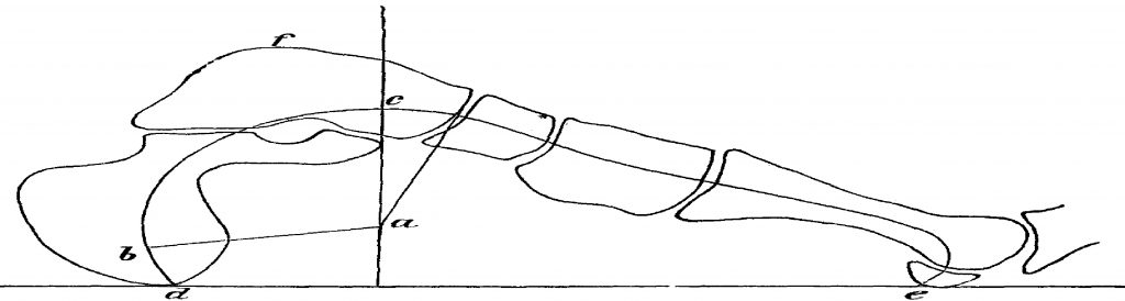 Строение свода стопы (П.Ф. Лесгафт , 1892)