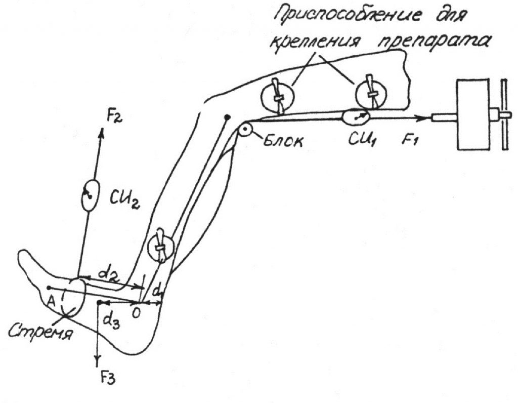 Плечи схема. Биомеханика задачи FPA. Задачи по биомеханике FPA. Задание по биомеханике ФПА. Решение задач по биомеханике.