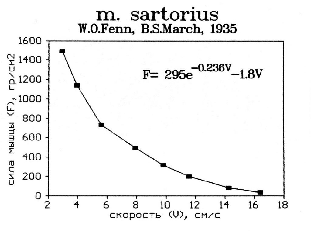 Зависимость скорости укорочения мышцы от нагрузки при одиночном сокращении m.sartorius лягушки
