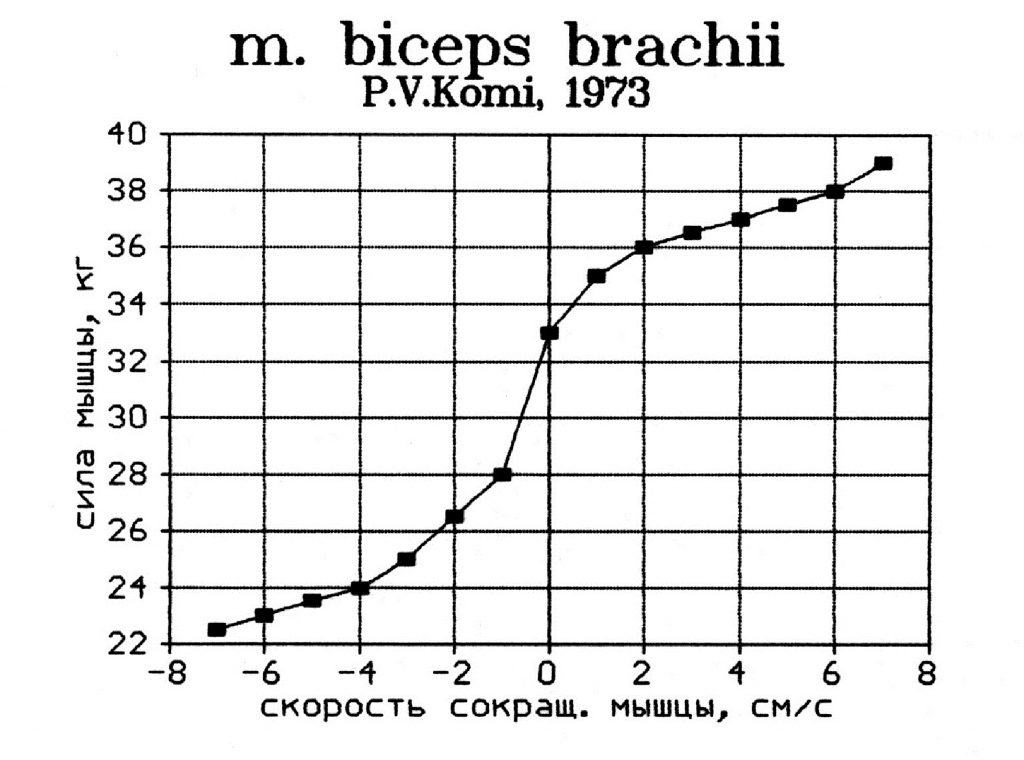 Зависимость между силой и скоростью сокращения m. biceps brachii человека
