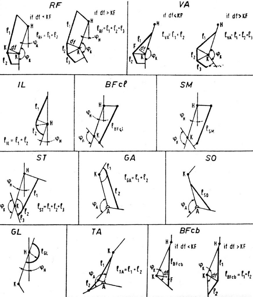 Модели мышц нижних конечностей