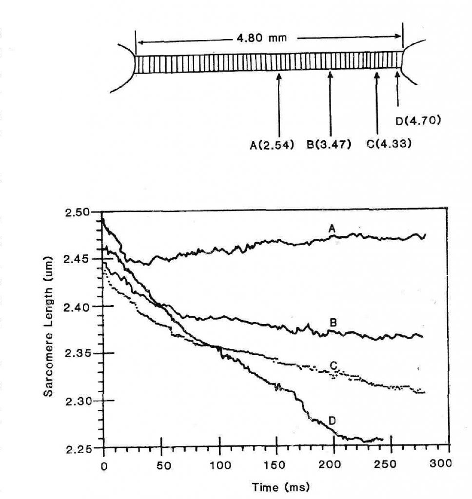 Области вдоль мышечного волокна, где измерялась длина саркомеров.