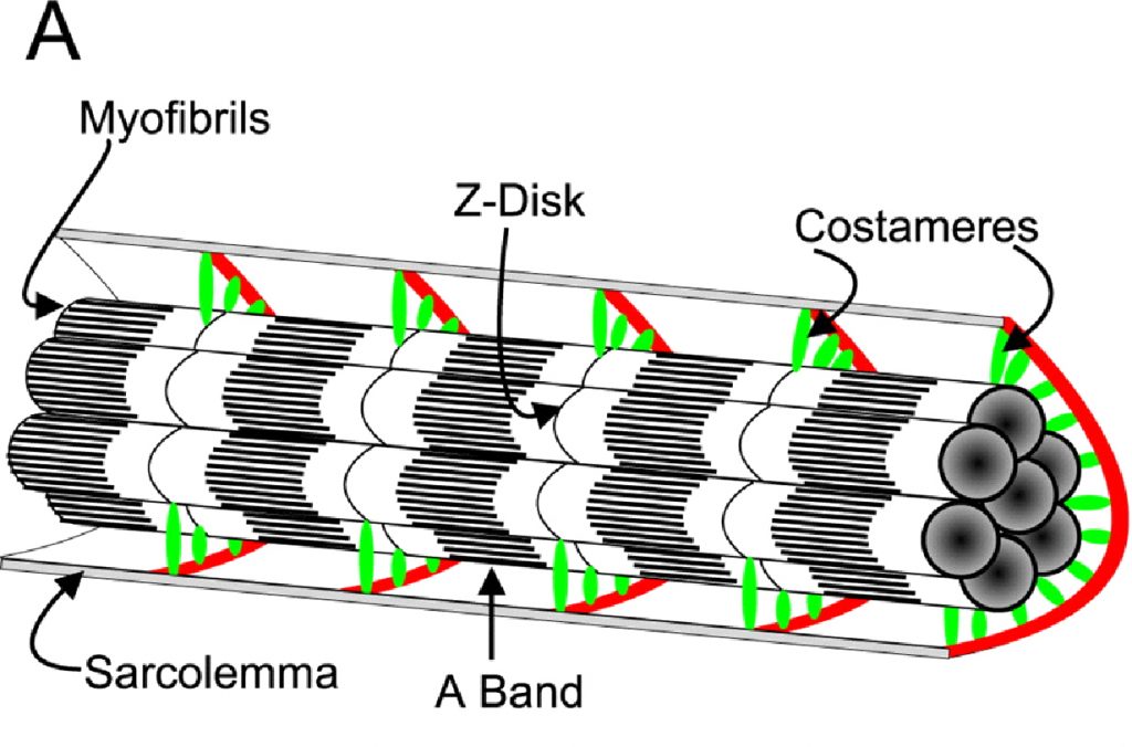 Мышечное волокно и костамеры (по: J.M.Ervasty, 2003)