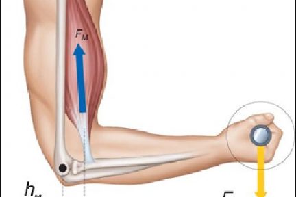 Миниатюра для записи Результирующее действие мышц в организме человека