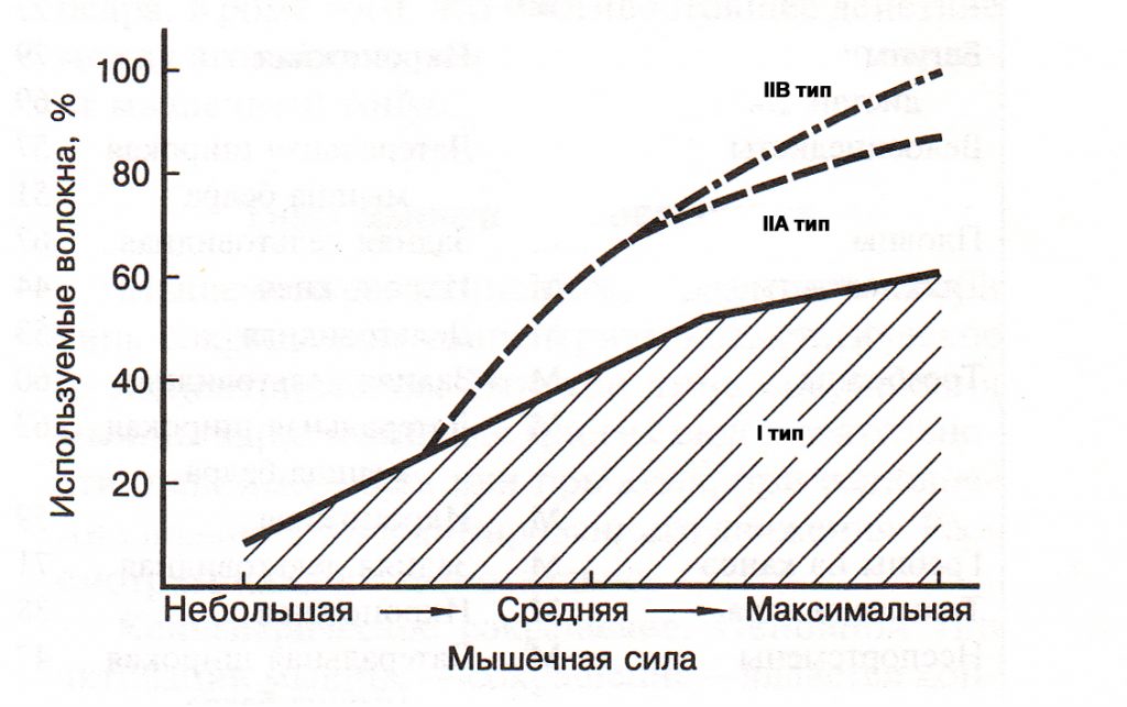 Структура вовлечения в работу медленных и быстрых мышечных волокон (по: Дж.Х.Уилмору, Д.Л.Костиллу, 1997)