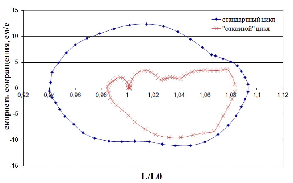 Фазовый портрет m .vastus lateralis при выполнении силовых упражнений с отягощением 40% от максимума 