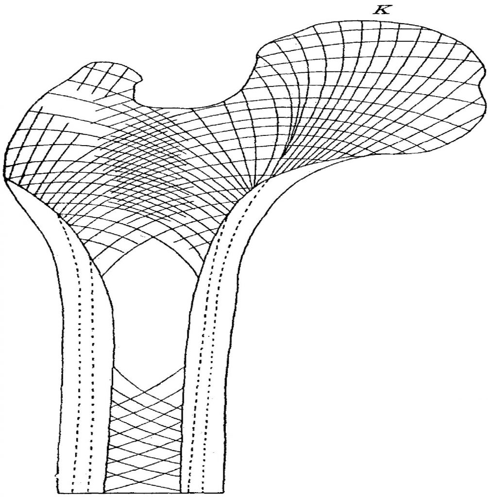 Строение губчатого вещества бедренной кости (по: П.Ф. Лесгафту, 1905)