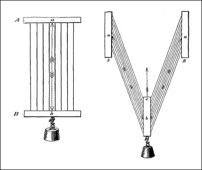 Схема функционирования веретенообразных и перистых мышц (П.Ф.Лесгафт, 2005)