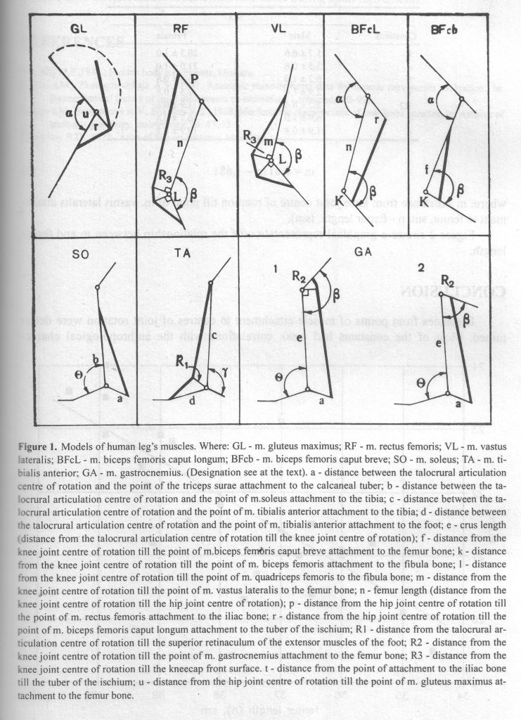 Models of Human leg's muscles