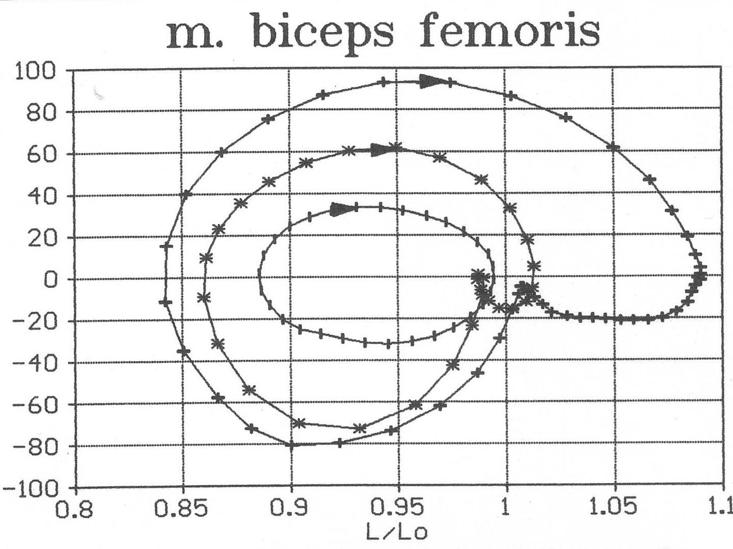 Фзовый портрет двуглавой мышцы бедра