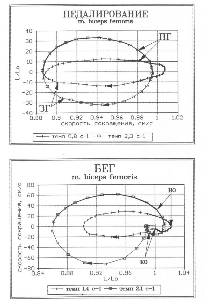 Фазовые траектории m. biceps femoris при различном темпе педалирования (испытуемый В. Екимов) и бега (испытуемый В. Муравьев).