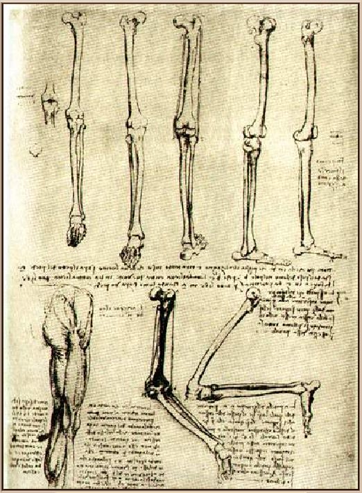 Леонардо да винчи рисунки анатомия