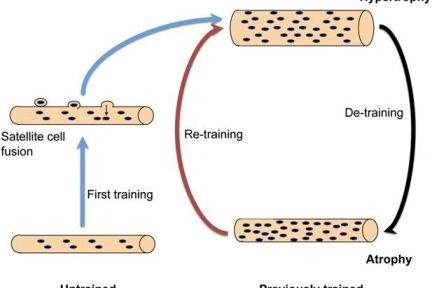 Миниатюра для записи Миоядра, приобретенные во время силовой тренировки не теряются после ее прекращения