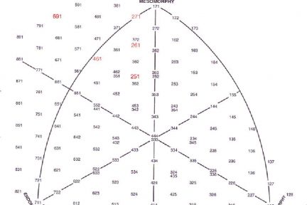 Миниатюра для записи Схема расчета компонентов соматотипа по Хит-Картеру