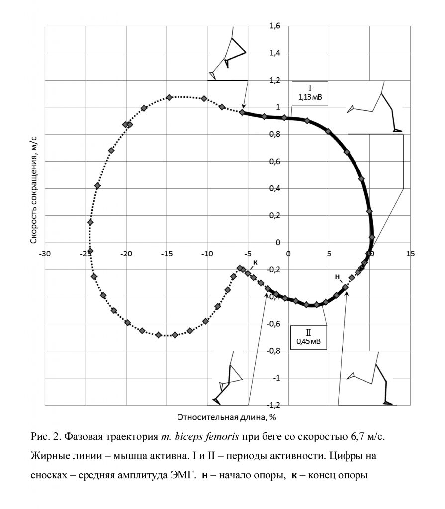 Фазовая кривая m.biceps femoris при беге со скоростью 6,7 м/с