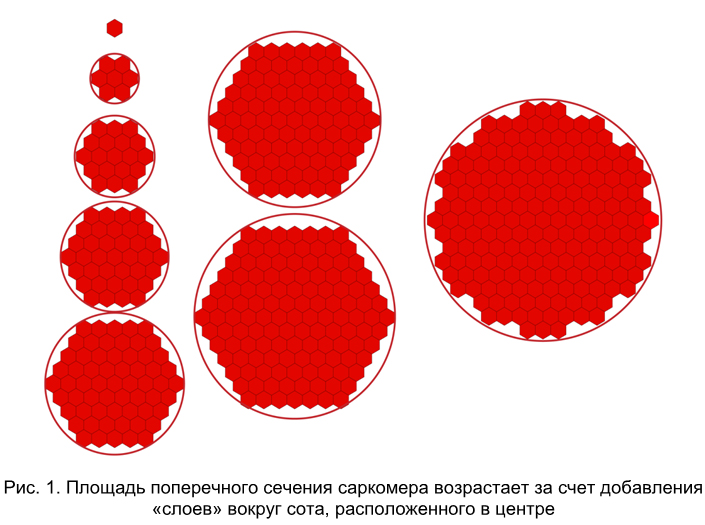 Площадь поперечного сечения саркомера возрастает за счет добавления "слоев" вокруг сота, расположенного в центре