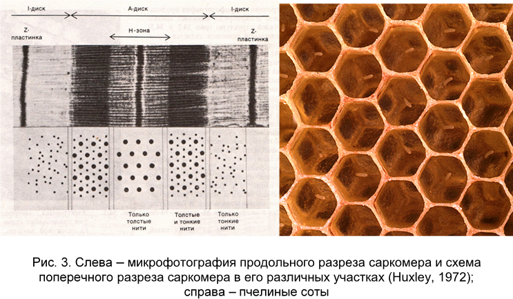 Схема организации саркомера