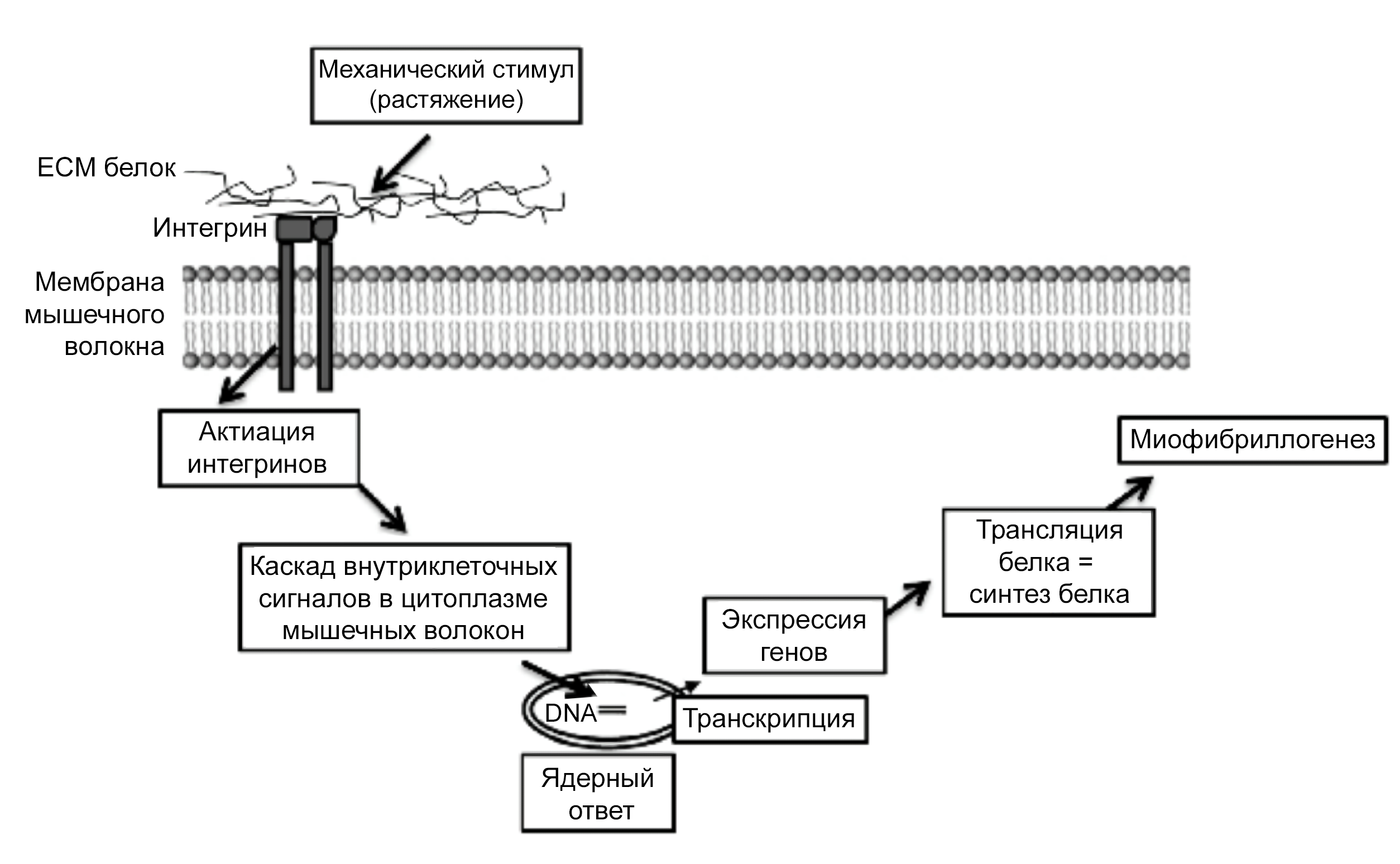 Процесс механотрансдукции в скелетных мышцах [2]