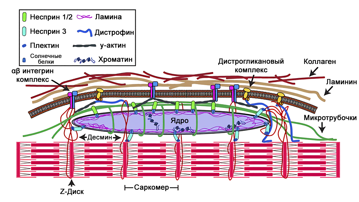 Схема соединения αβ интегринового комплекса с ламинином и с десмином в мышечном волокне [8]