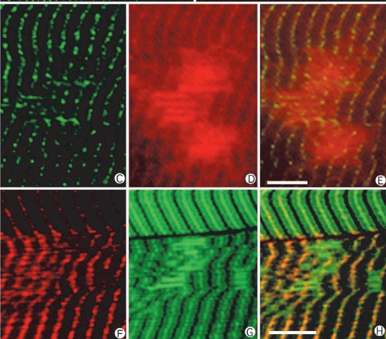 Мышечные волокна