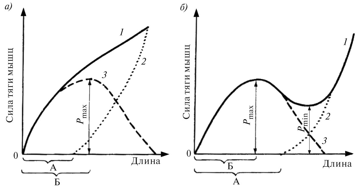 Зависимость «длина-сила» для мышц нижних (а) и верхних (б) конечностей. Обозначения: А – равновесная длина, Б – длина покоя