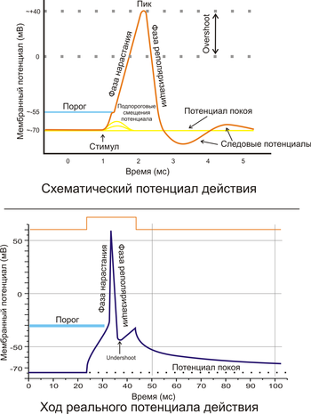 Графическое изображение потенциала покоя