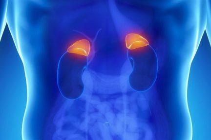 Миниатюра для записи Адренокортикотропный гормон (АКТГ, кортикотропин)