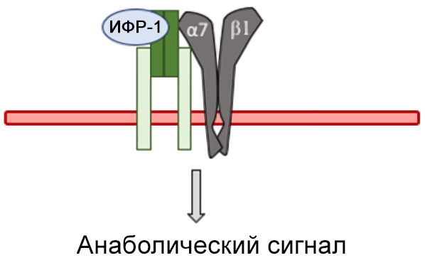 Активация механосенсоров ИФР-1 и интегринового комплекса α7β1 приводит к появлению анаболических сигналов внутри мышечного волокна [8]