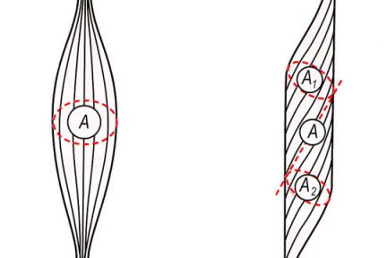 Миниатюра для записи Анатомический и физиологический поперечник мышцы