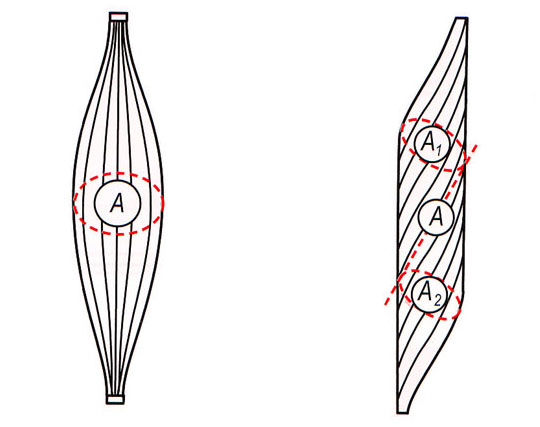 Анатомический и физиологический поперечники мышц