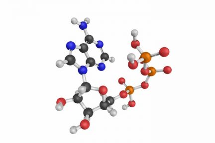 Миниатюра для записи АТФ (Аденозинтрифосфат)
