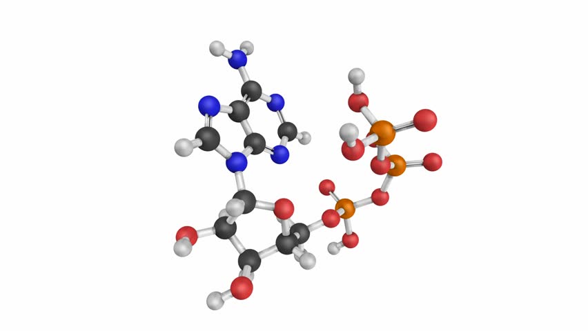 Молекула АТФ (Аденозинтрифосфат)