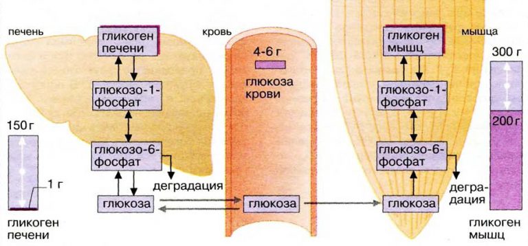 Схема синтеза гликогена биохимия