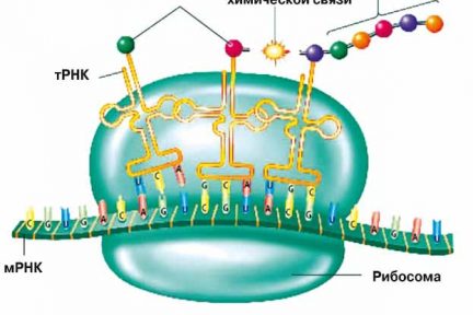 Миниатюра для записи Синтез белков в мышечных волокнах