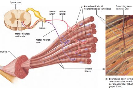 Миниатюра для записи Двигательные единицы (ДЕ)